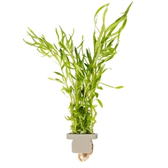 Pogostemon quadrifolius 053I CLP